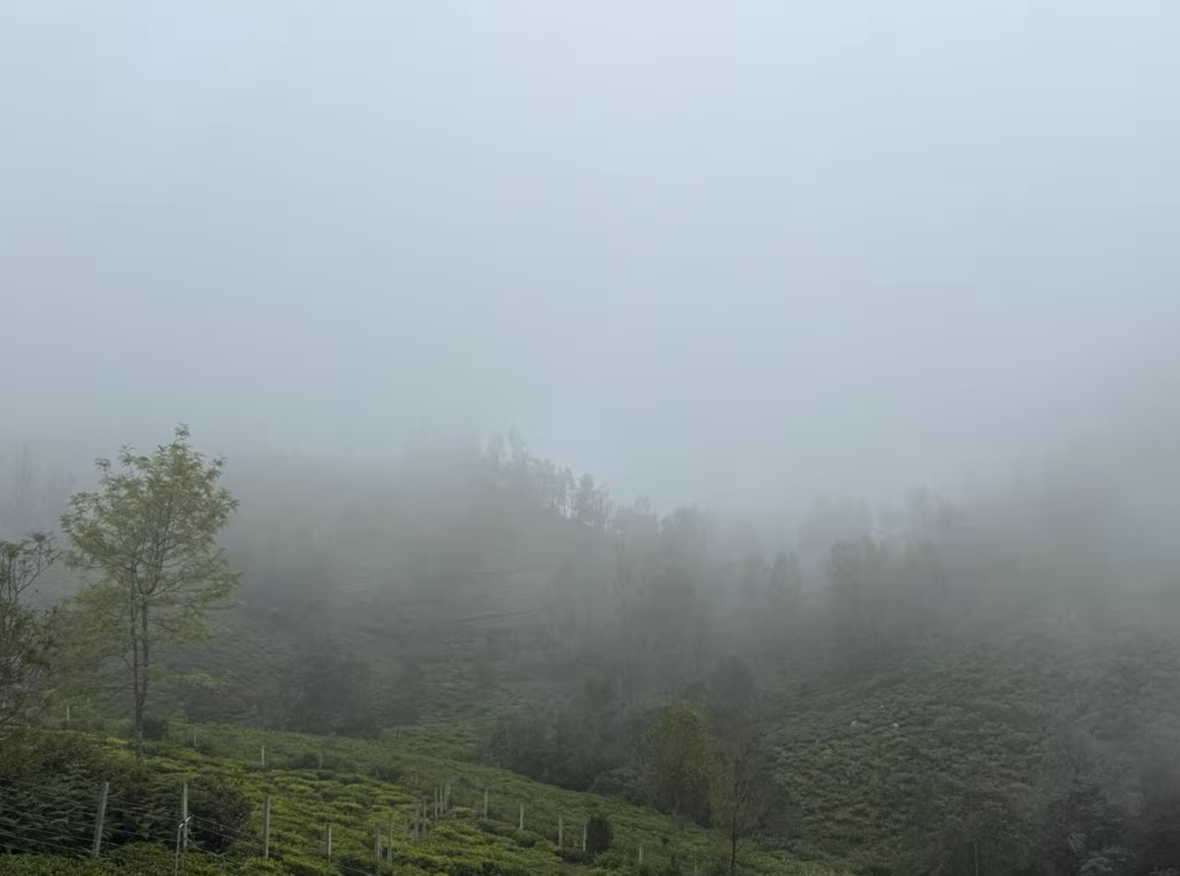 Morning mist over tea gardens near the homestay